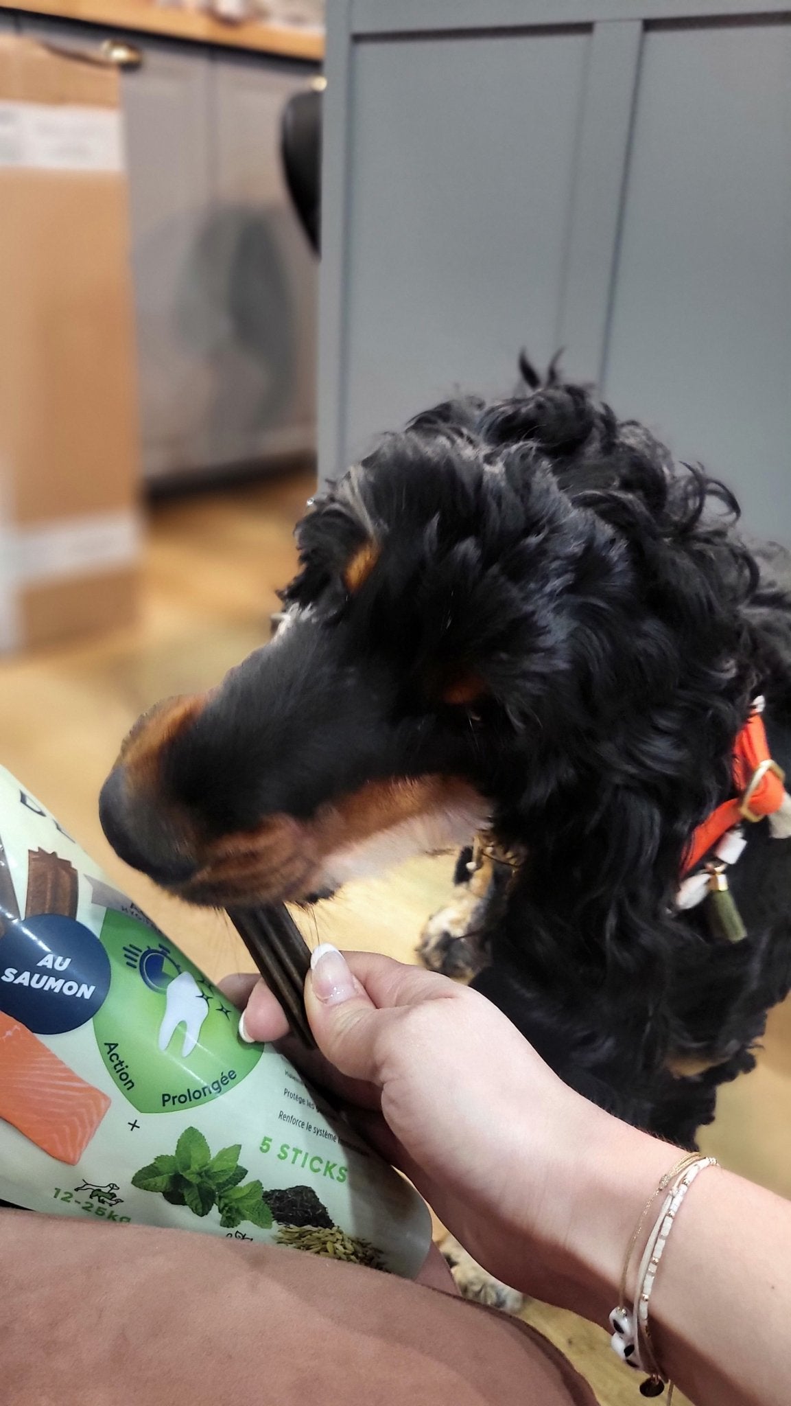 Dental Care Hygiène Bucco - Dentaire Pour chien – Marly & Dan - MARLY & DAN - DOG DéliCAT
