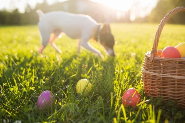 Œuf de Pâques Surprise pour Chien à la Vanille