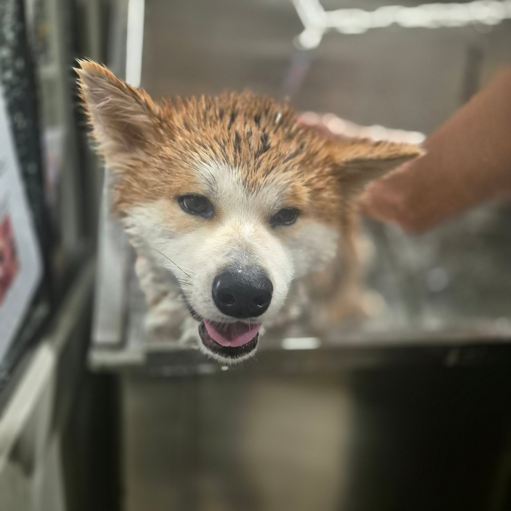 DOG WASH LIBRE - SERVICE – Salle de bains privative pour chien à Thionville - DOG DéliCAT - DOG DéliCAT