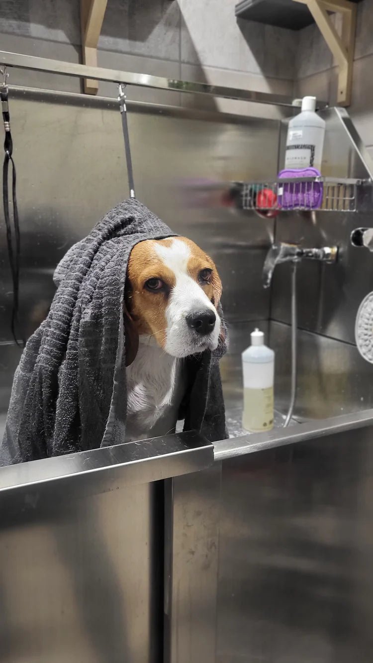 DOG WASH LIBRE - SERVICE – Salle de bains privative pour chien à Thionville - DOG DéliCAT - DOG DéliCAT