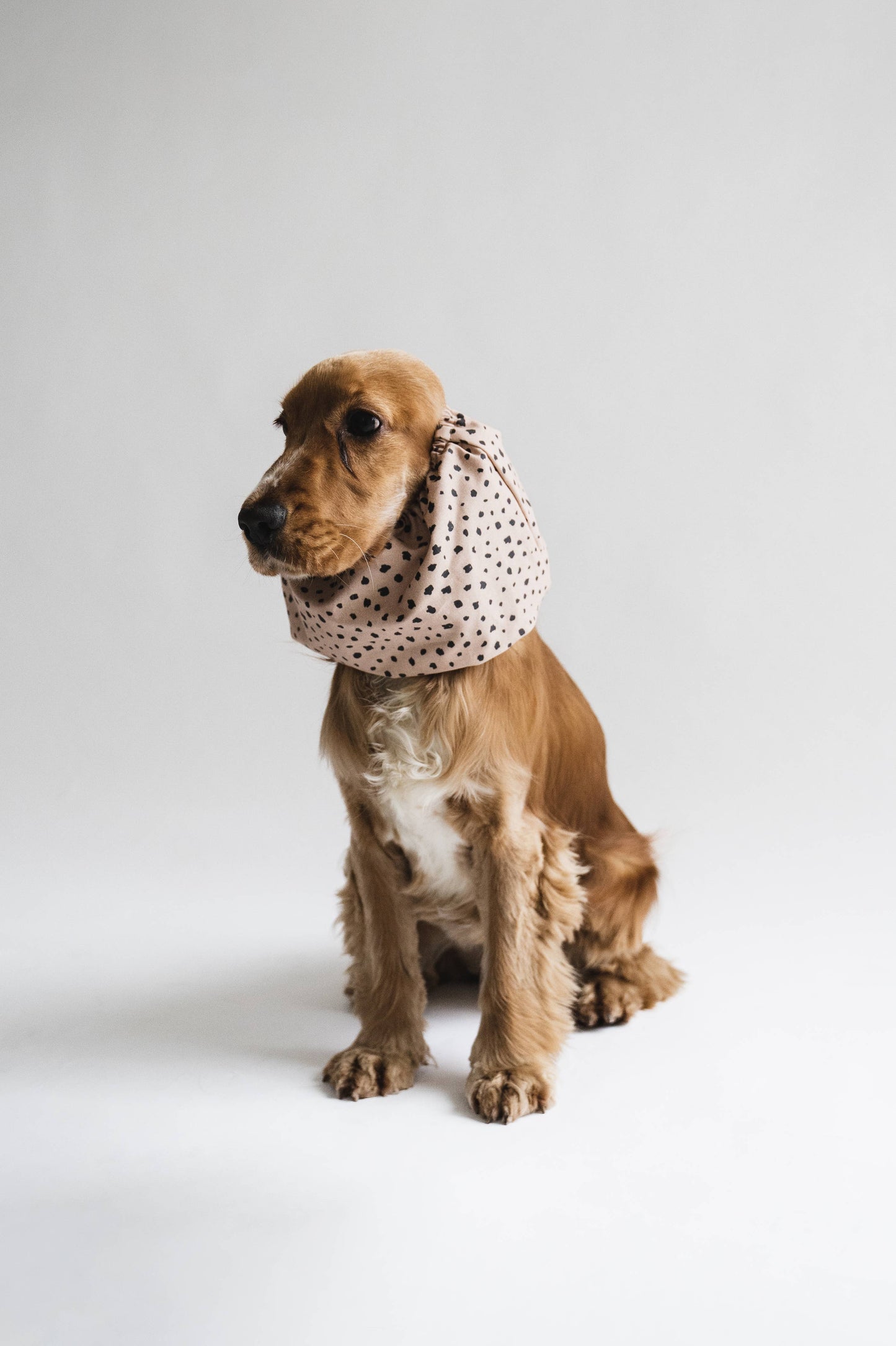 Snood Dots pour chiens, coton black & tan, idéal pour protéger les longues oreilles des chiens comme les Cocker Spaniels.