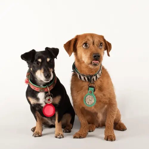 Etui Air Tag - DOG WITH A MISSION - DOG DéliCAT