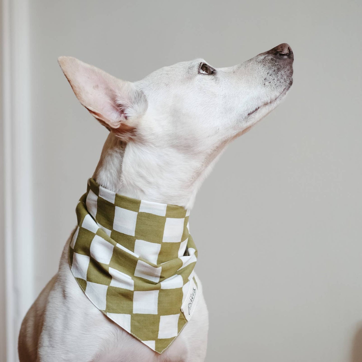 Bandana pour chien Checkmate