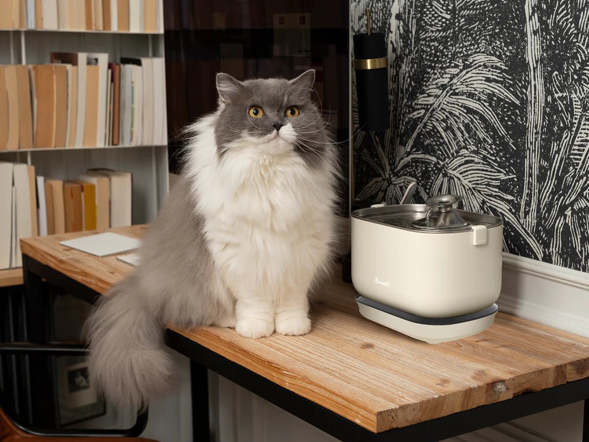 Fontaine à eau filaire pour chat Bandit – Hydratation saine et silencieuse - BANDIT - DOG DéliCAT