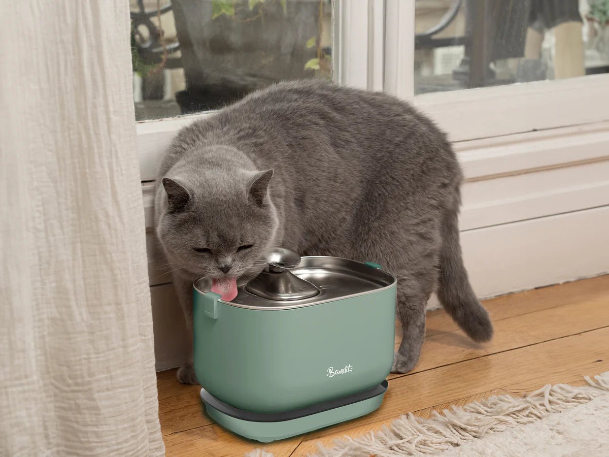 Fontaine à eau sans fil pour chat Bandit – Hydratation & santé - BANDIT - DOG DéliCAT