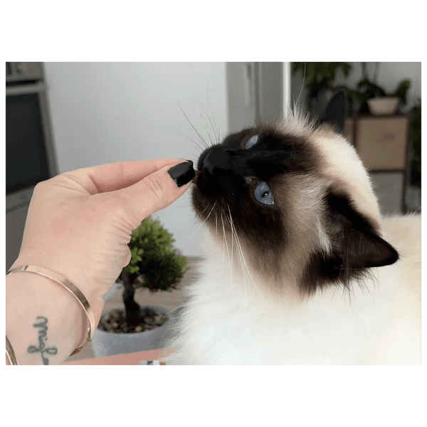 Friandises Mobilité Pour Chat – Marly & Dan - MARLY & DAN - DOG DéliCAT