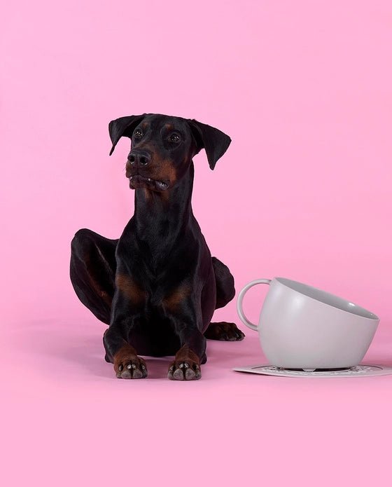 Gamelle pour chien Design : Grand bol tasse écologique Taupe + Tapis antidérapant - UNITED PETS - DOG DéliCAT