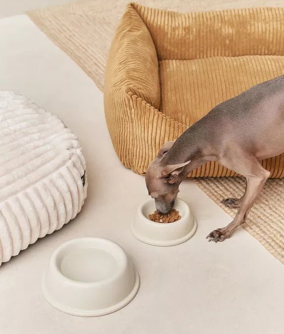 Gamelle pour chien en céramique White Bone Bole - CAFIDE - DOG DéliCAT