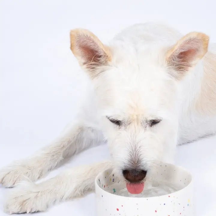 gamelles pour chien en céramique artisanale New Party – Egg Back Home – DOG DéliCAT