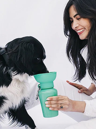 Gourde chien 590 ml étanche & pliable Springer Flip - 6 couleurs - SPRINGER - DOG DéliCAT