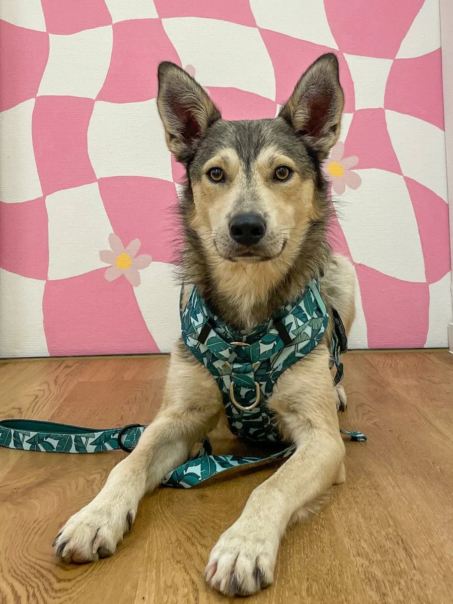 Harnais chien anti-traction Amazonia vert palmier - Arizona Hotdogs - DOG DéliCAT