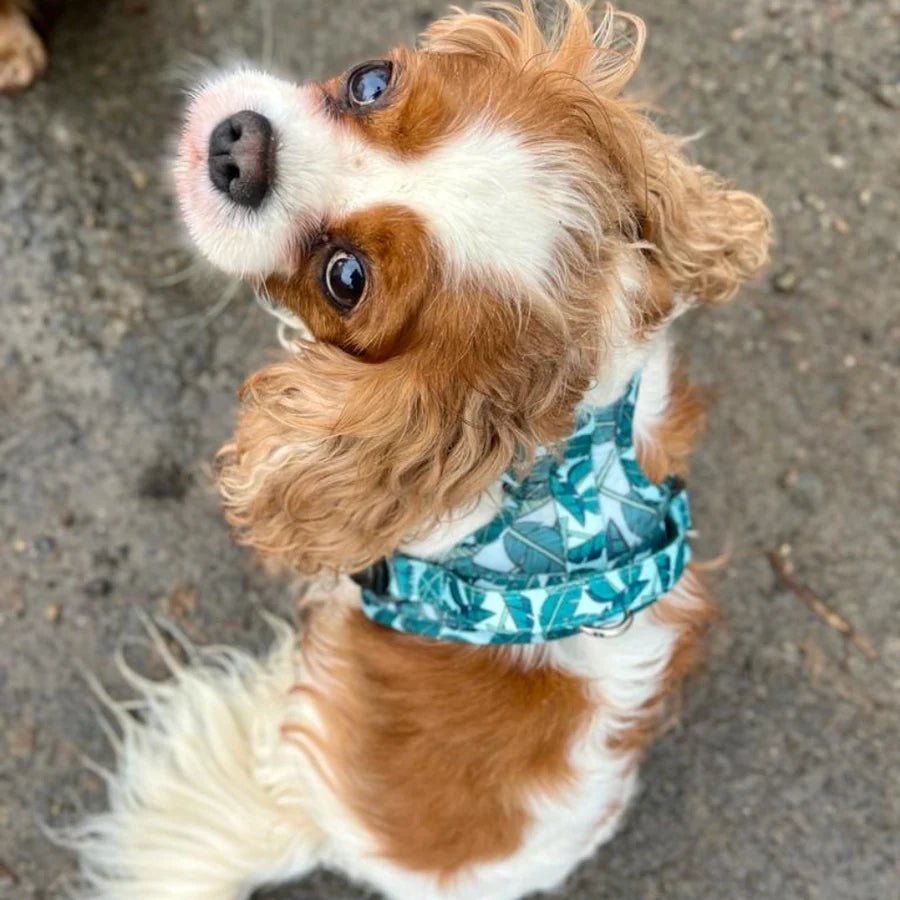 Harnais chien anti-traction Amazonia vert palmier - Arizona Hotdogs - DOG DéliCAT