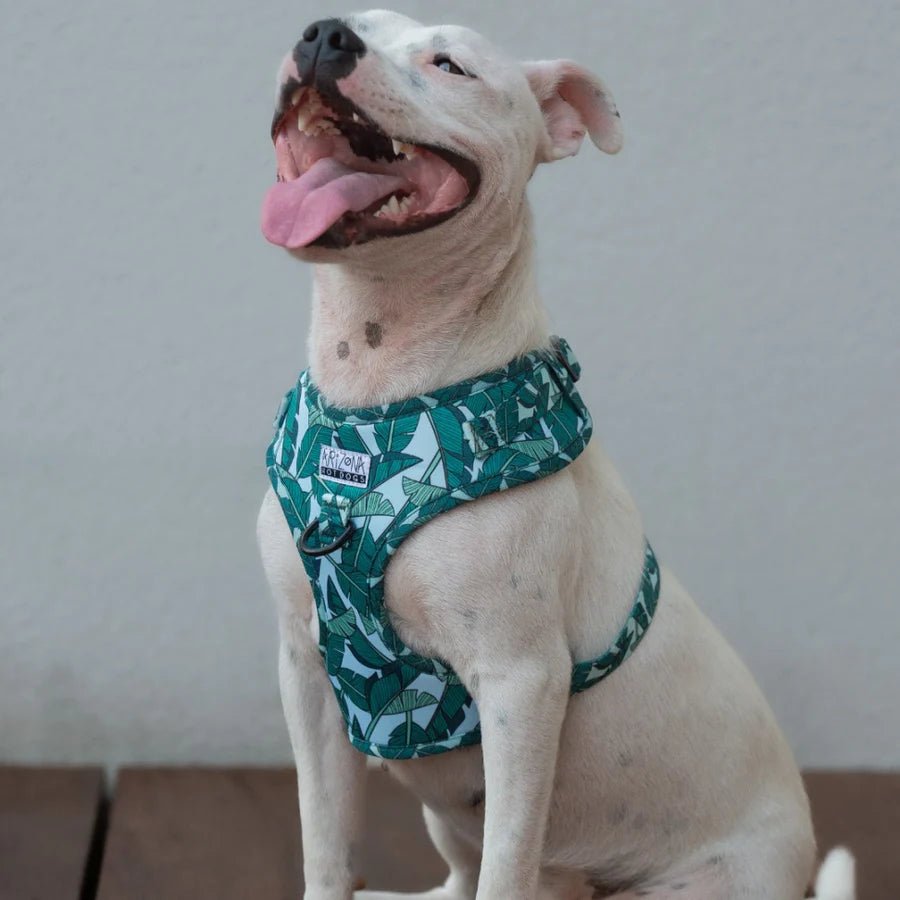 Harnais chien en H réglable Amazonia turquoise - Arizona Hotdogs - DOG DéliCAT