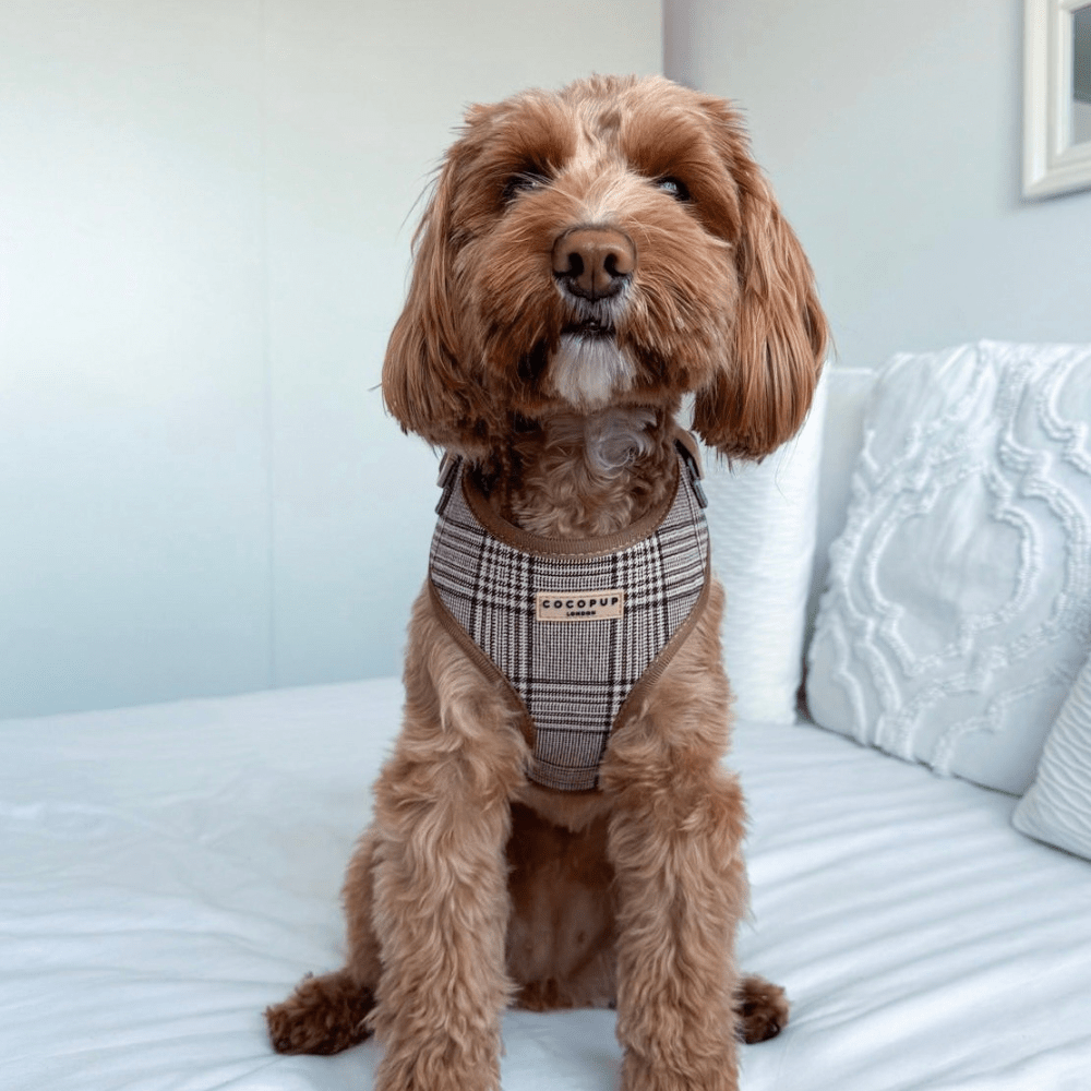 Harnais chien Pup Plaid ajustable en H – chic & sécurisé - COCOPUP LONDON - DOG DéliCAT