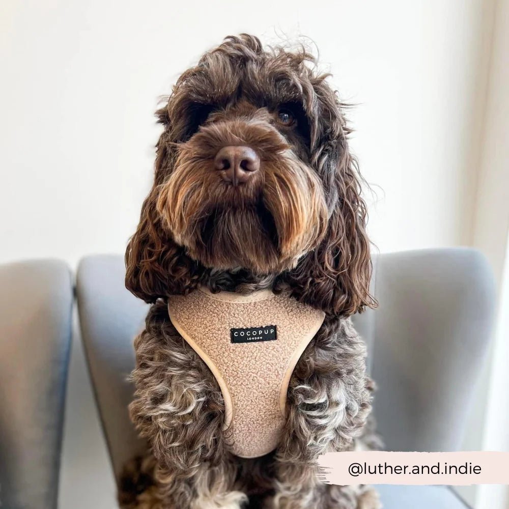 Harnais chien Teddy Rupert en H – doux, cosy & ajustable - COCOPUP LONDON - DOG DéliCAT