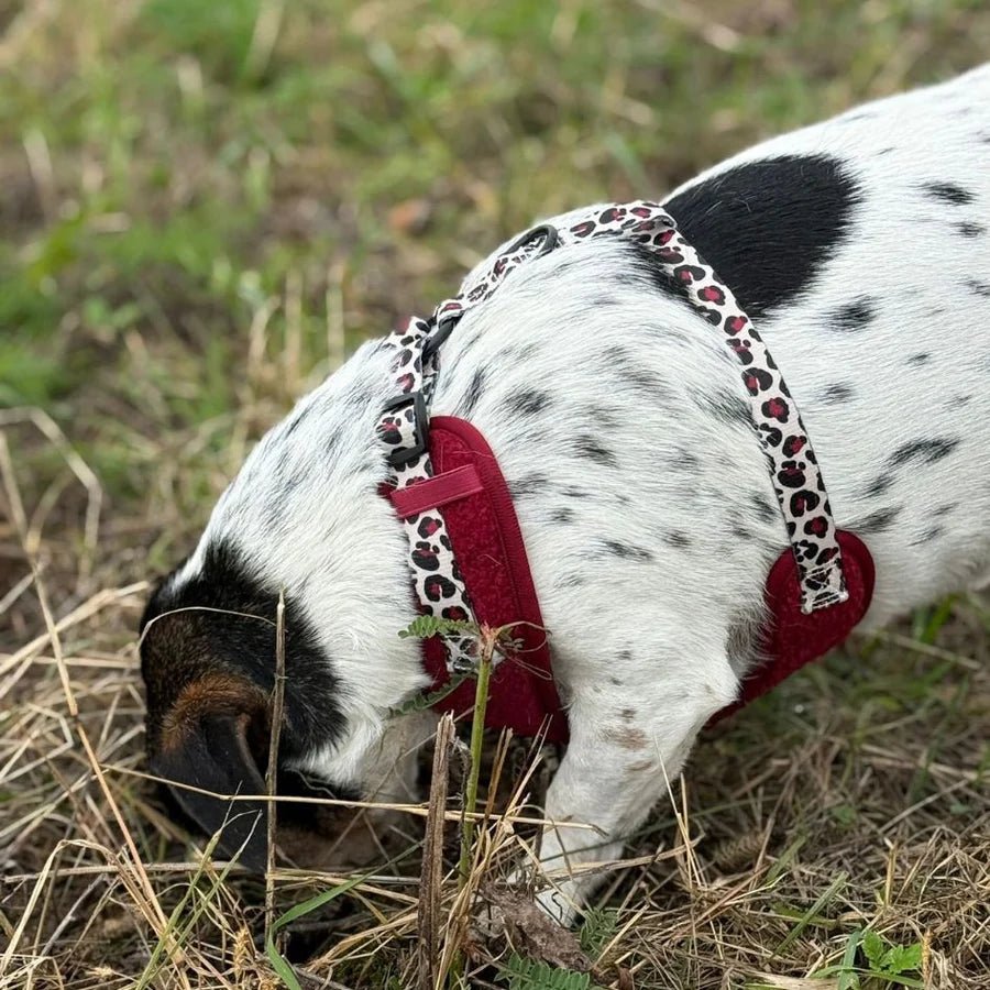 Harnais Classique H Teddy Bordeaux + Léopard – Ultra Doux & Ajustable - ARIZONA HOT DOGS - DOG DéliCAT