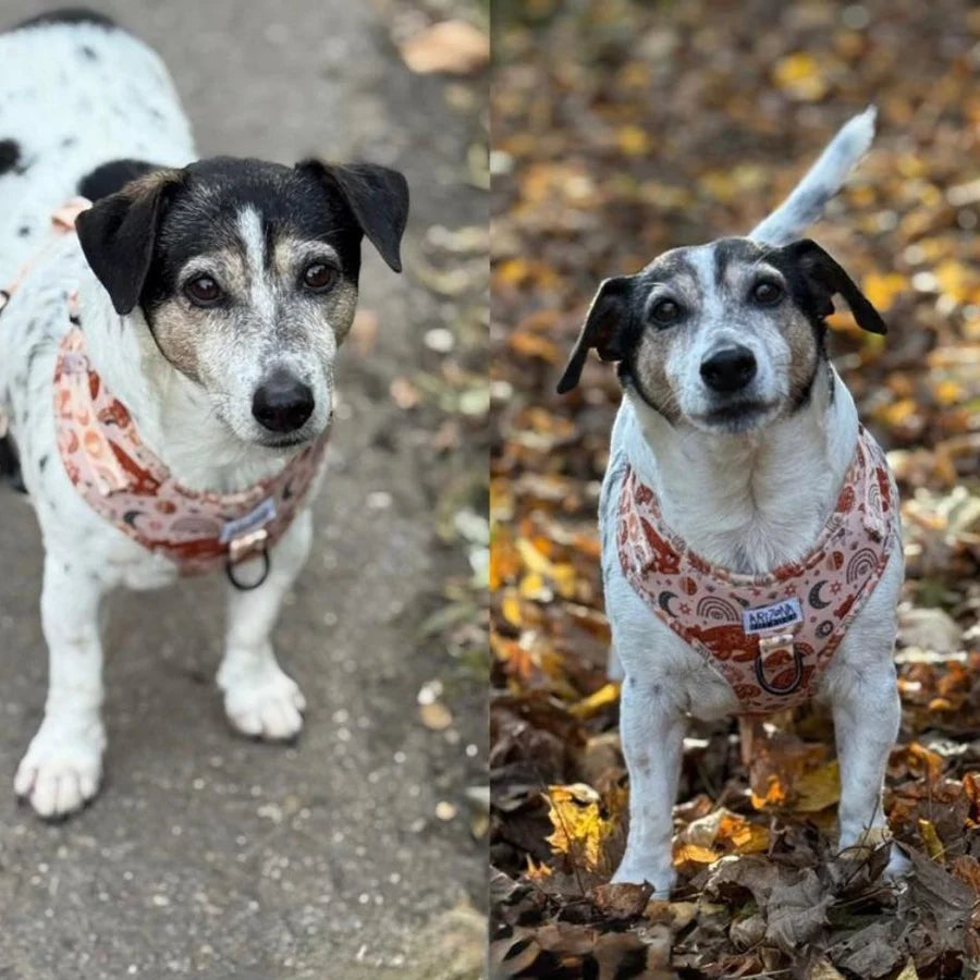 Harnais en H pour chien Luna Bear – Arizona Hotdogs – DOG DéliCAT