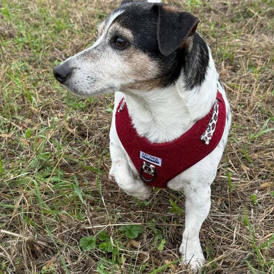 Harnais chien teddy rouge Arizona Hotdogs porté