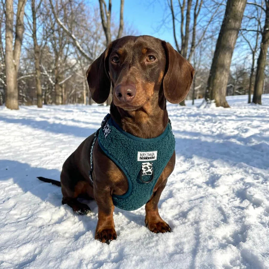 Harnais chien teddy vert sapin Arizona Hotdogs porté