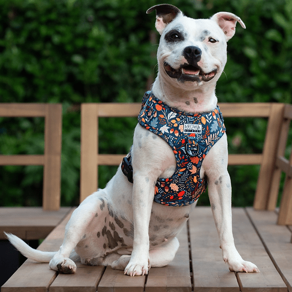 Harnais en H Fall in Love – automne chic & confort - ARIZONA HOT DOGS - DOG DéliCAT