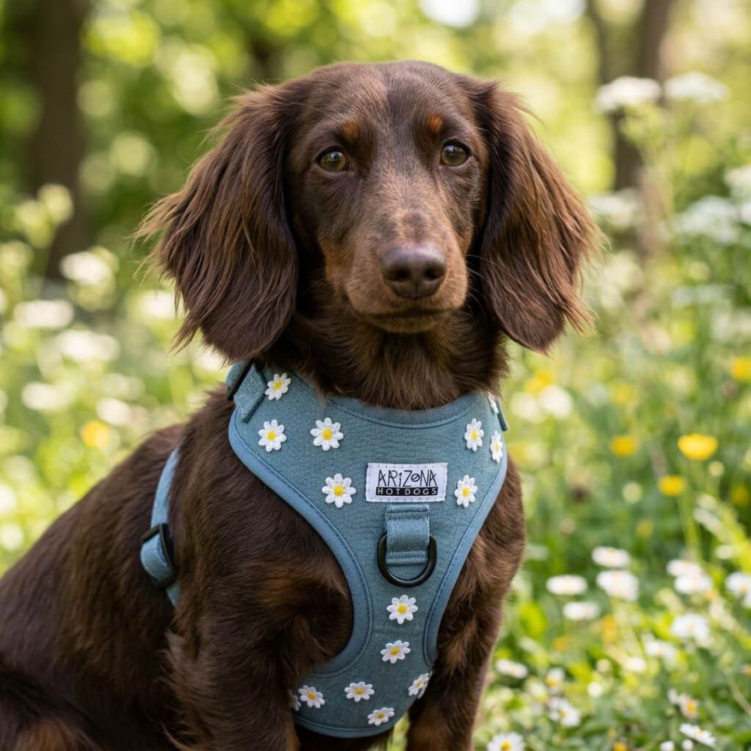Harnais en H pour chien Daisy Jeans Arizona HotDogs – Arizona HotDogs – DOG DéliCAT