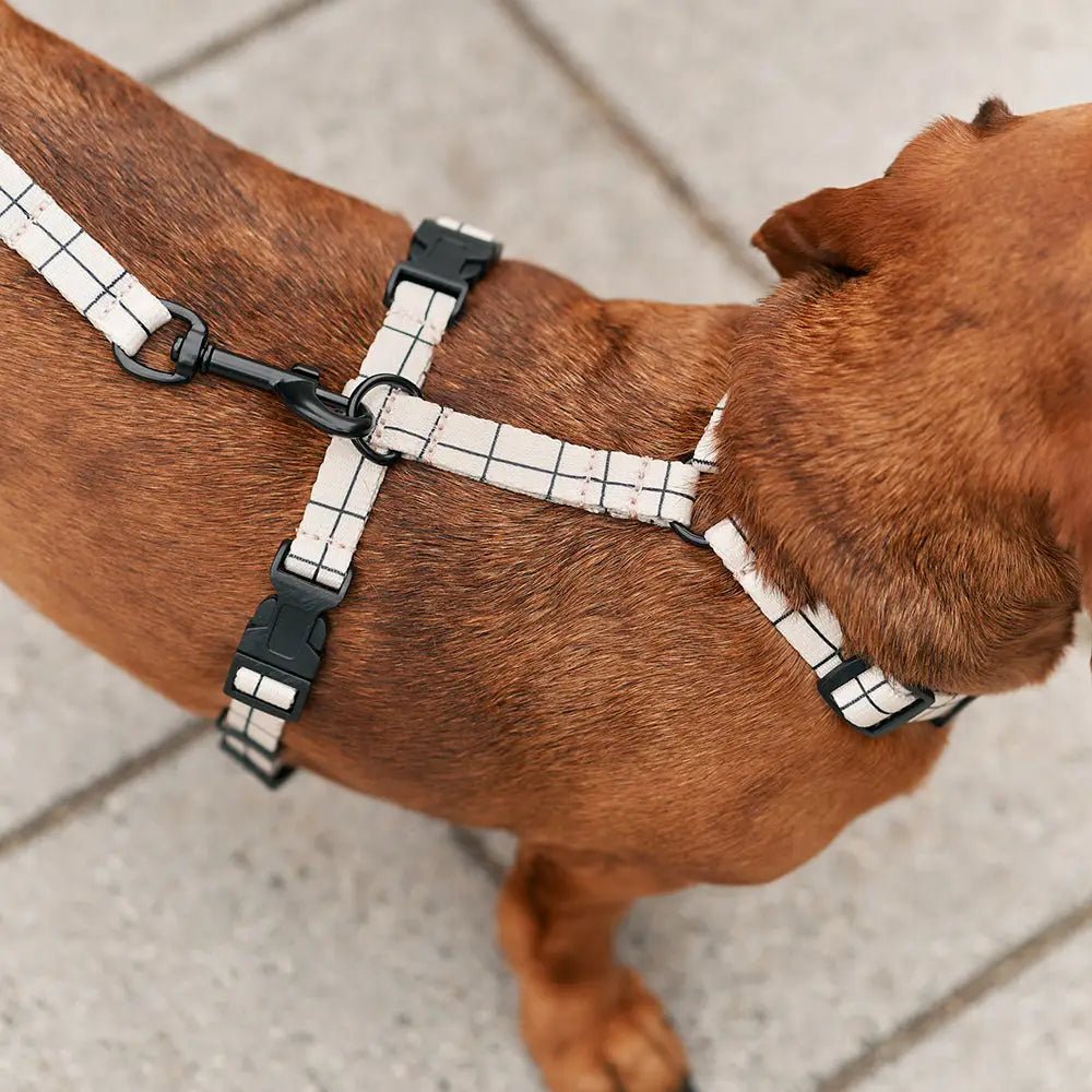 Harnais en Y pour Chien Éco - responsable – Beige à Carreaux Juno - CAFIDE - DOG DéliCAT