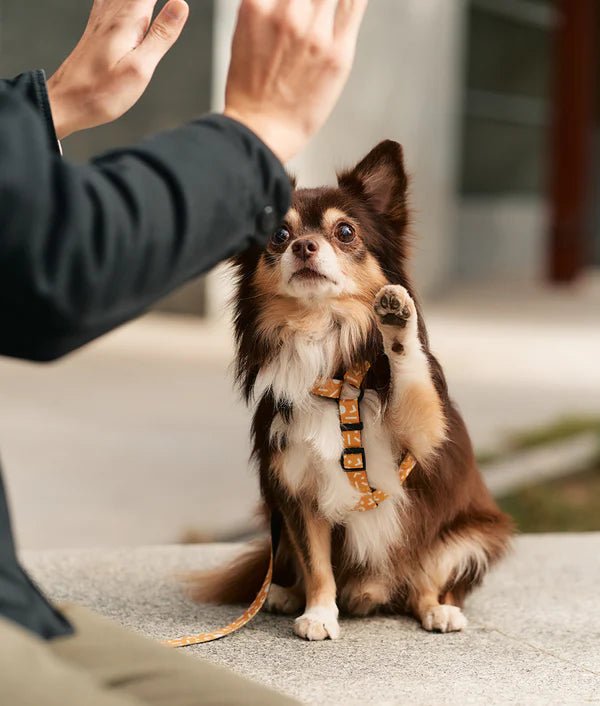 Harnais pour chien en Y Memphis jaune moutarde - CAFIDE - DOG DéliCAT