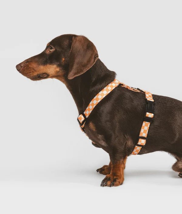 Harnais pour chien en Y Peach Orange - CAFIDE - DOG DéliCAT