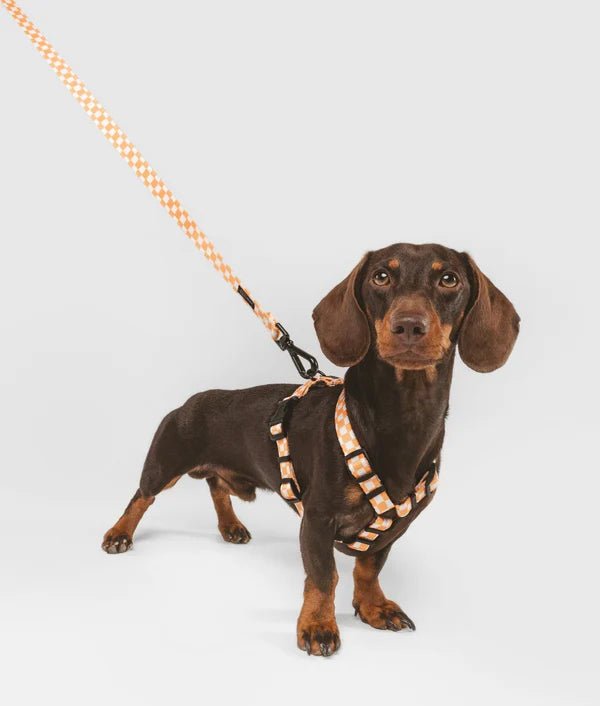 Harnais pour chien en Y Peach Orange - CAFIDE - DOG DéliCAT