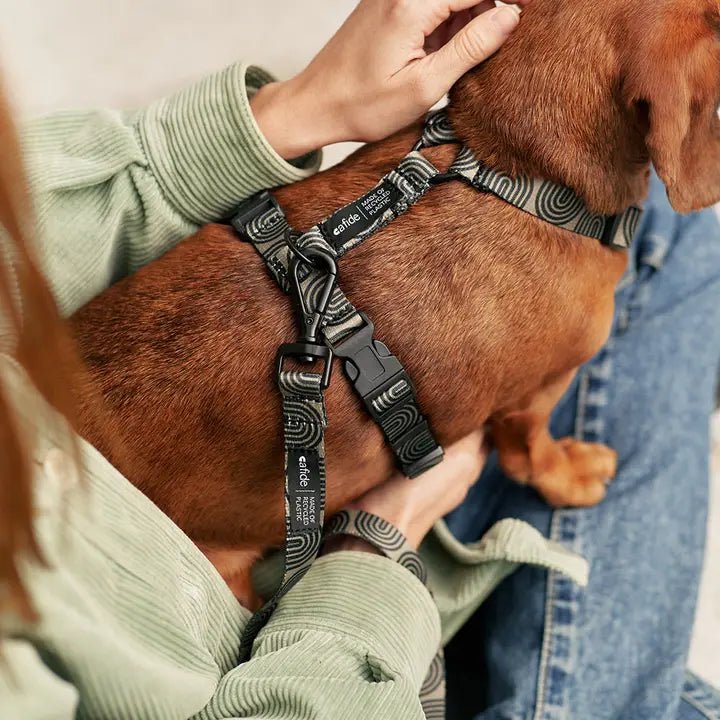 Harnais pour chien en Y Vert Kaki et Design Japonais - CAFIDE - DOG DéliCAT