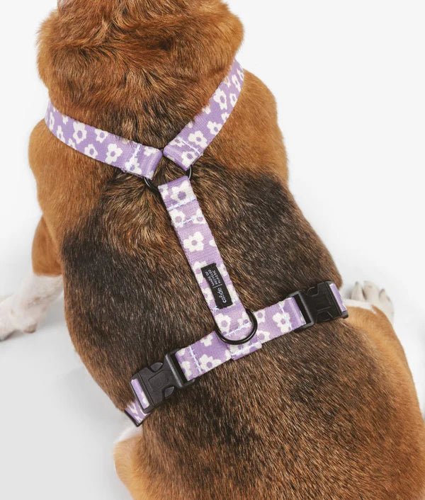 Harnais pour chien en Y Violet Design et Petites fleurs - CAFIDE - DOG DéliCAT