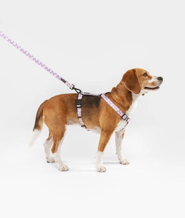 Harnais pour chien en Y Violet Design et Petites fleurs - CAFIDE - DOG DéliCAT