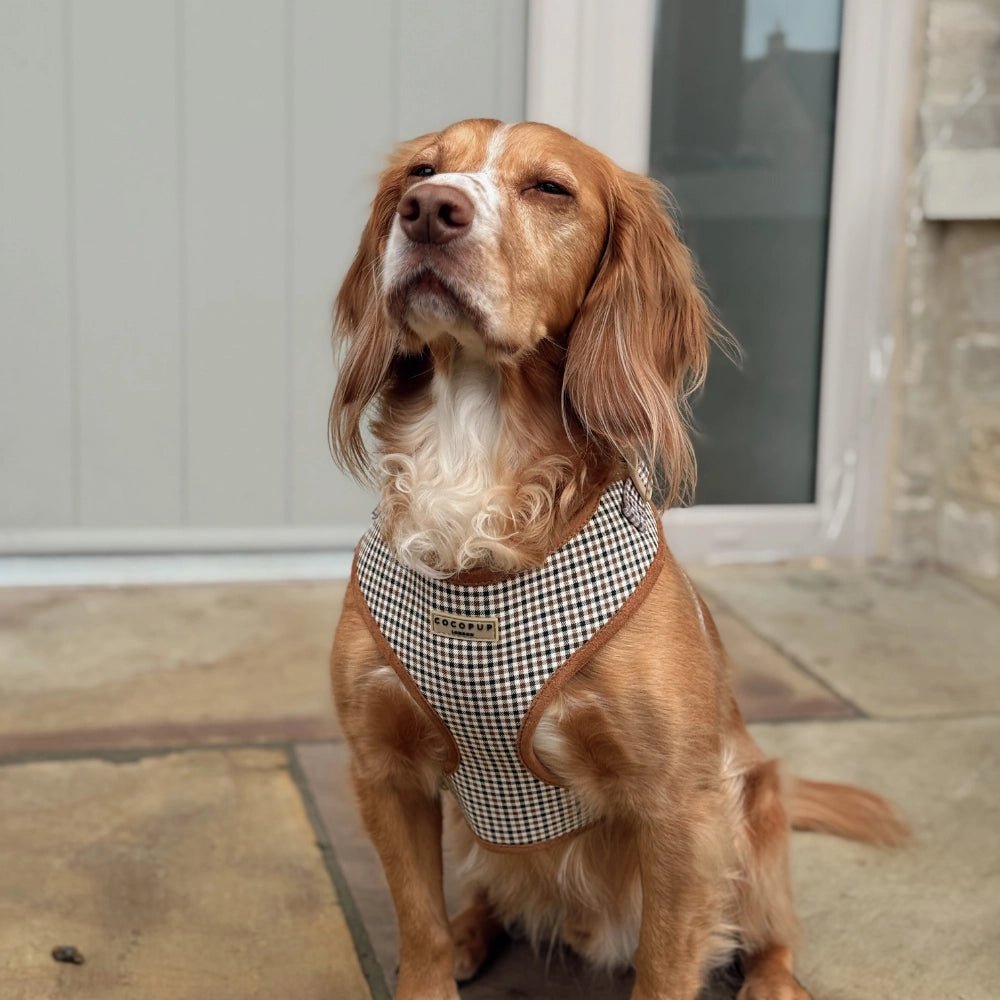 Harnais pour chien H réglable Heritage Check - Cocopup London - DOG DéliCAT