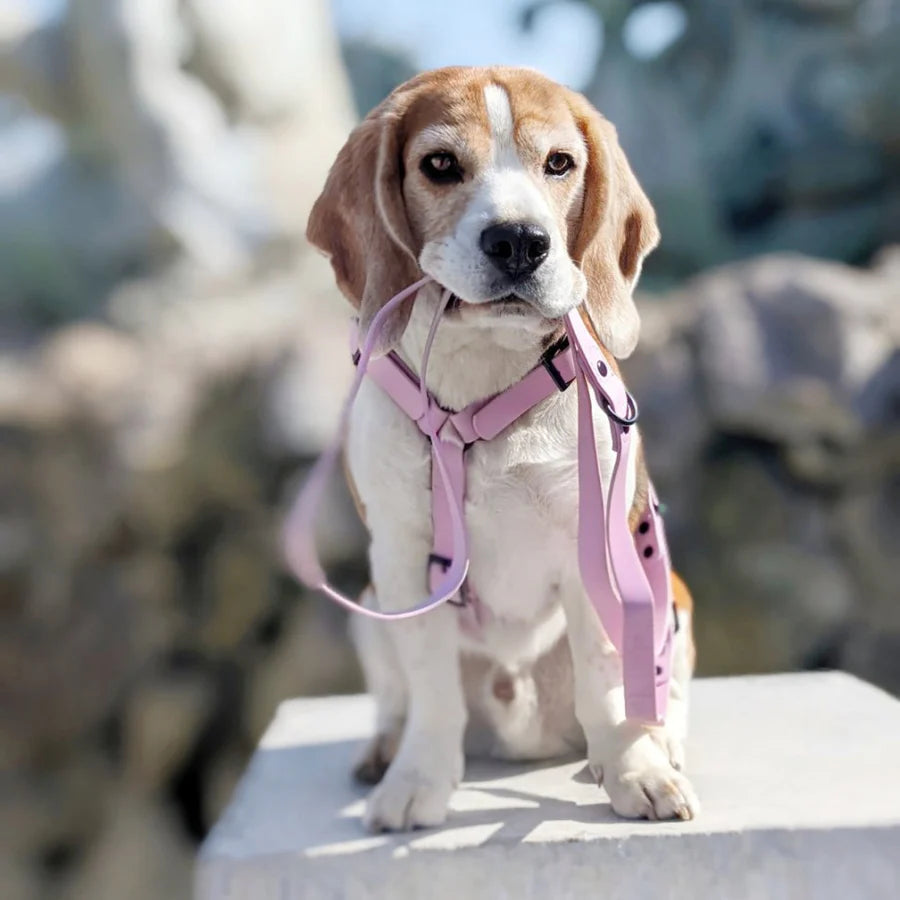 Harnais pour chien imperméable Gummy Lila – Arizona Hotdogs – DOG DéliCAT