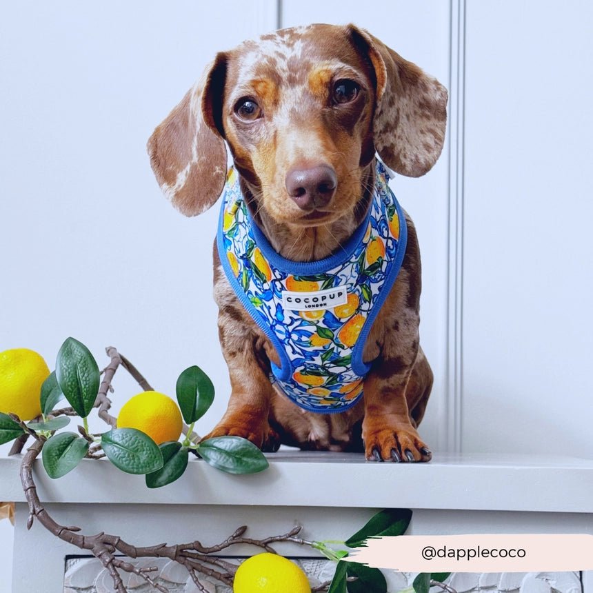Harnais pour chien réglable Amalfi Lemon CocoPup London – CocoPup London – DOG DéliCAT