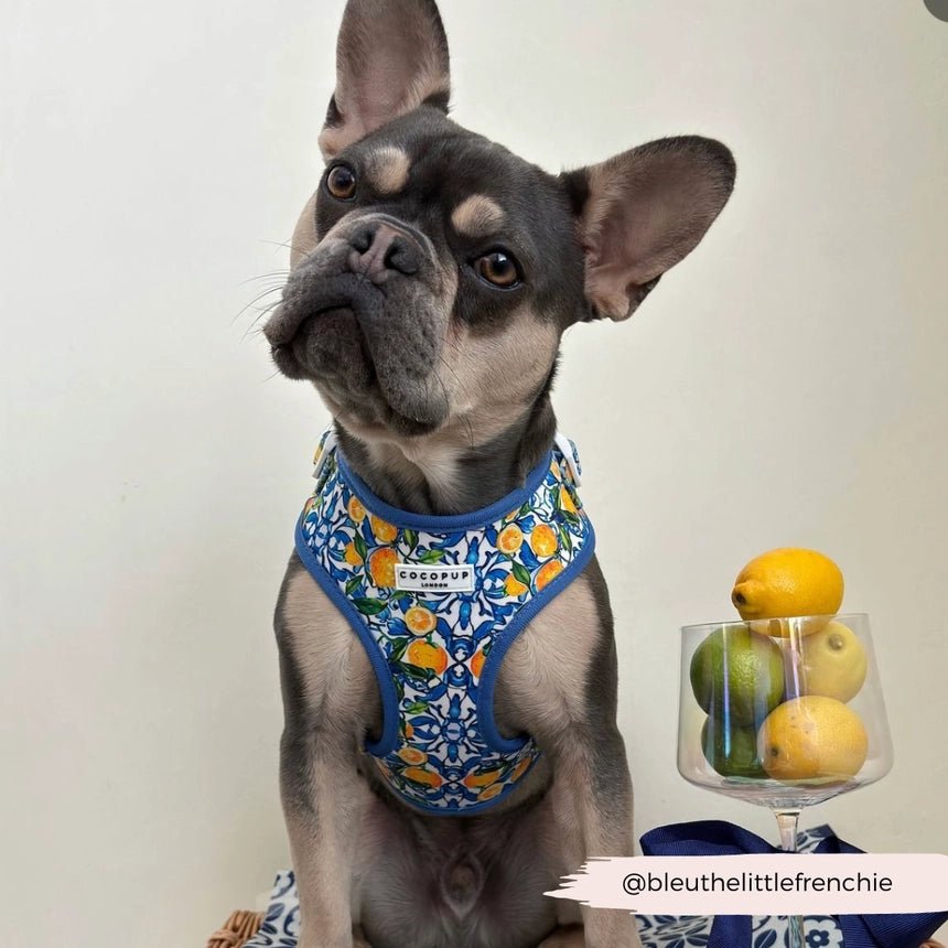 Harnais pour chien réglable Amalfi Lemon CocoPup London – CocoPup London – DOG DéliCAT
