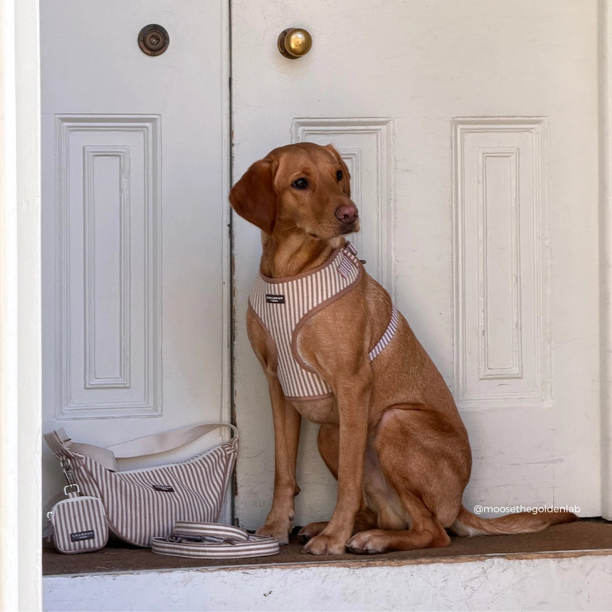 Harnais pour chien réglable London Linen Stripes CocoPup London
