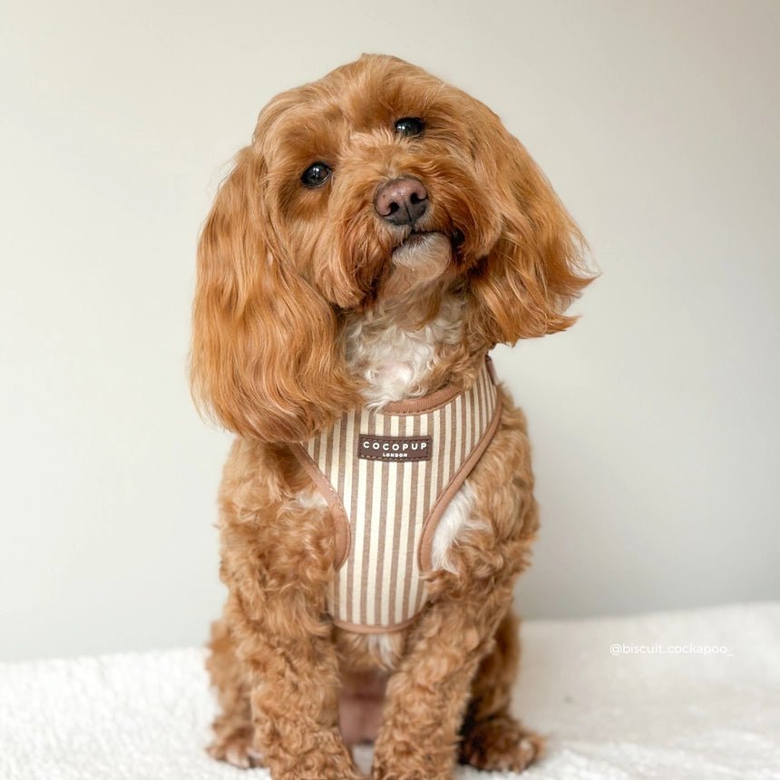 Harnais pour chien réglable London Linen Stripes CocoPup London – CocoPup London – DOG DéliCAT