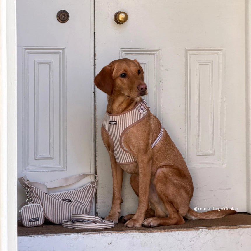 Harnais pour chien réglable London Linen Stripes CocoPup London - COCOPUP LONDON - DOG DéliCAT