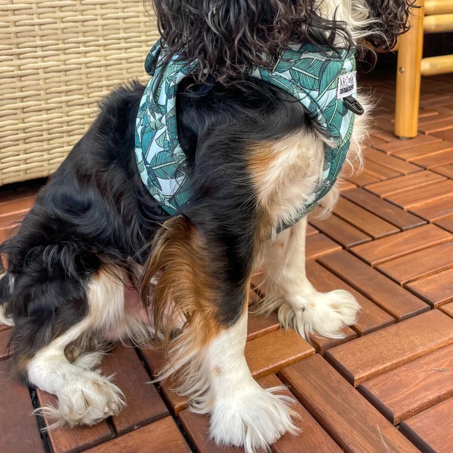 Harnais Step - In Amazonia – veste tropicale chic & confort - ARIZONA HOT DOGS - DOG DéliCAT