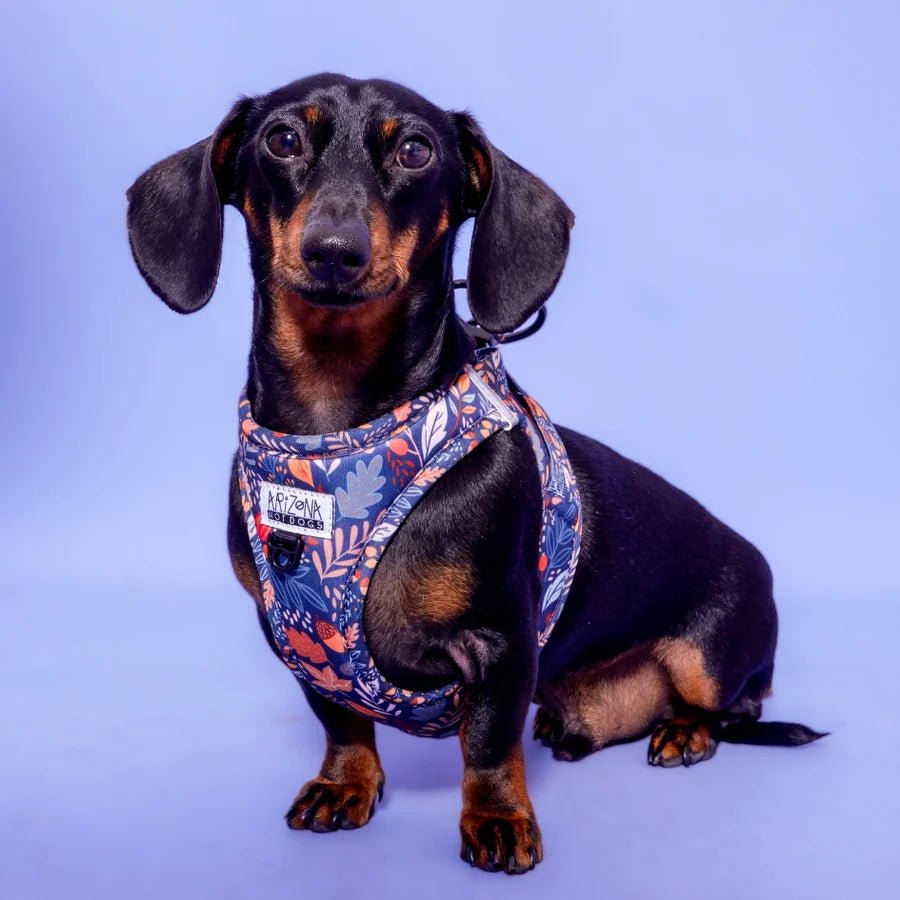 Harnais Step - In Fall in Love – veste automnale chic - ARIZONA HOT DOGS - DOG DéliCAT