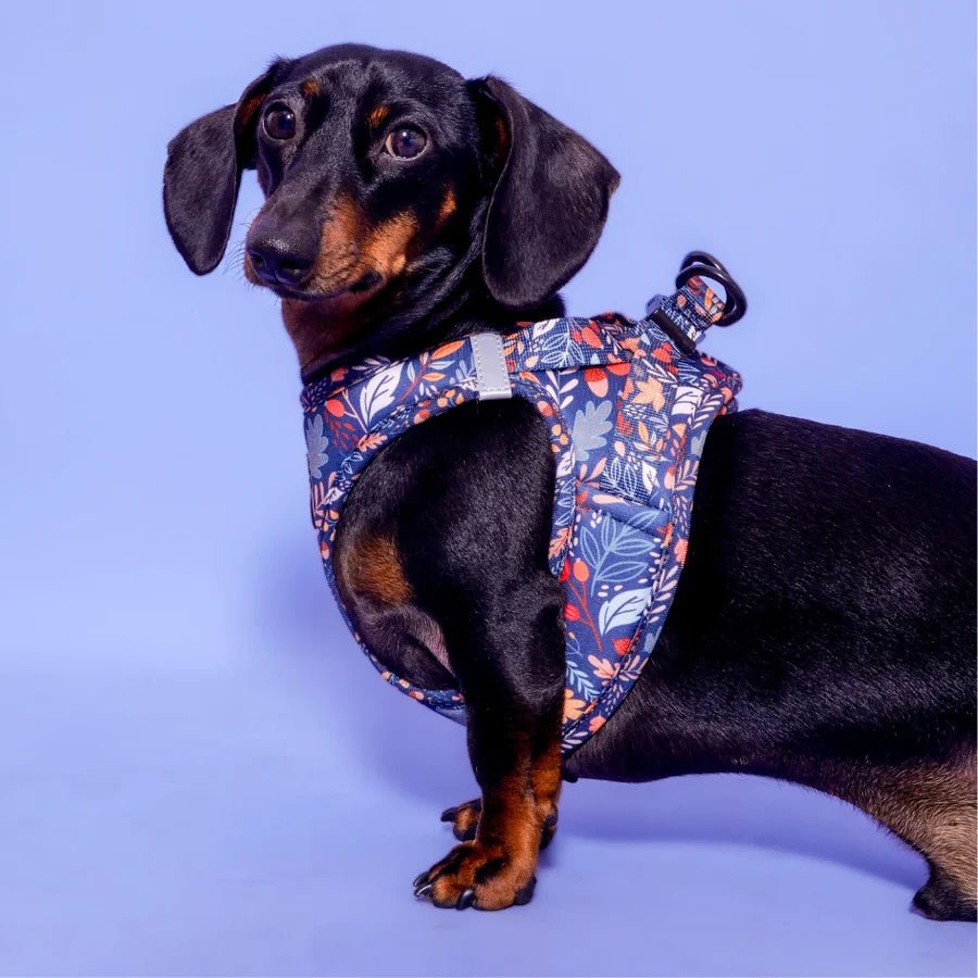 Harnais Step - In Fall in Love – veste automnale chic - ARIZONA HOT DOGS - DOG DéliCAT