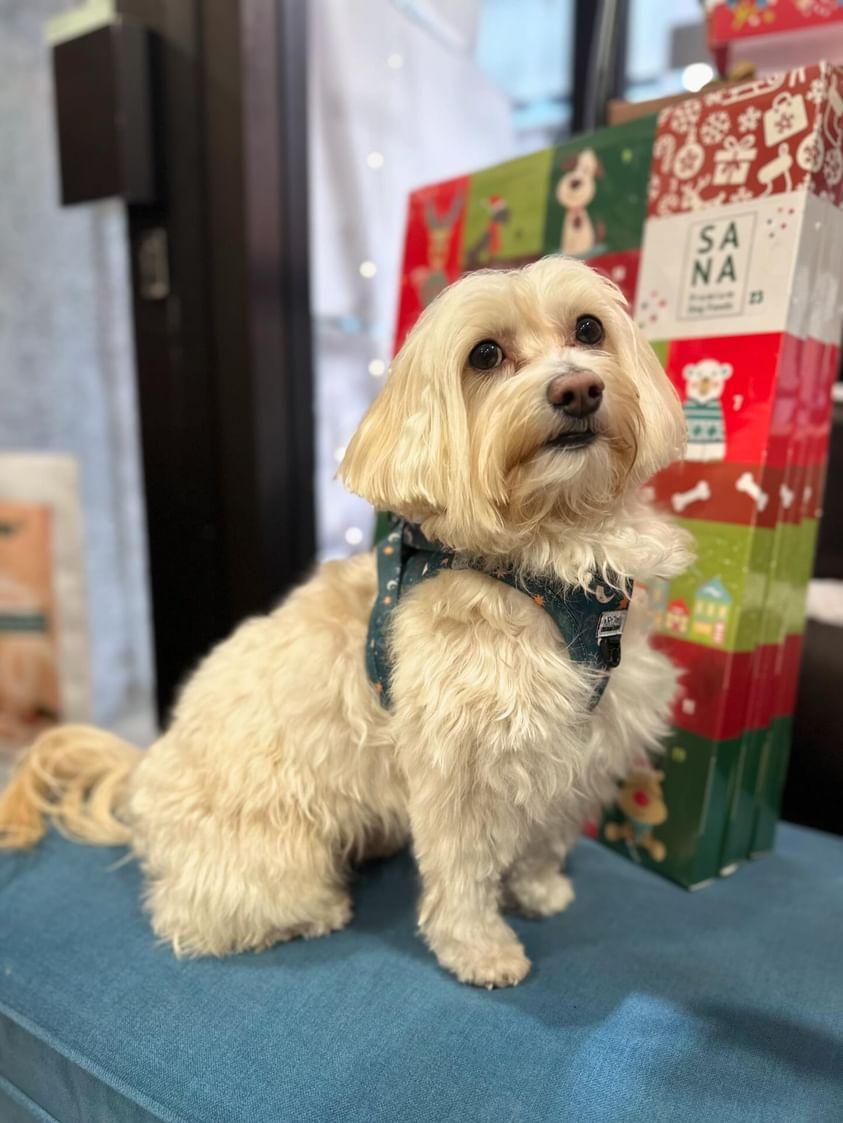 Harnais Step - In Moonlight – veste astrologique & confortable - ARIZONA HOT DOGS - DOG DéliCAT