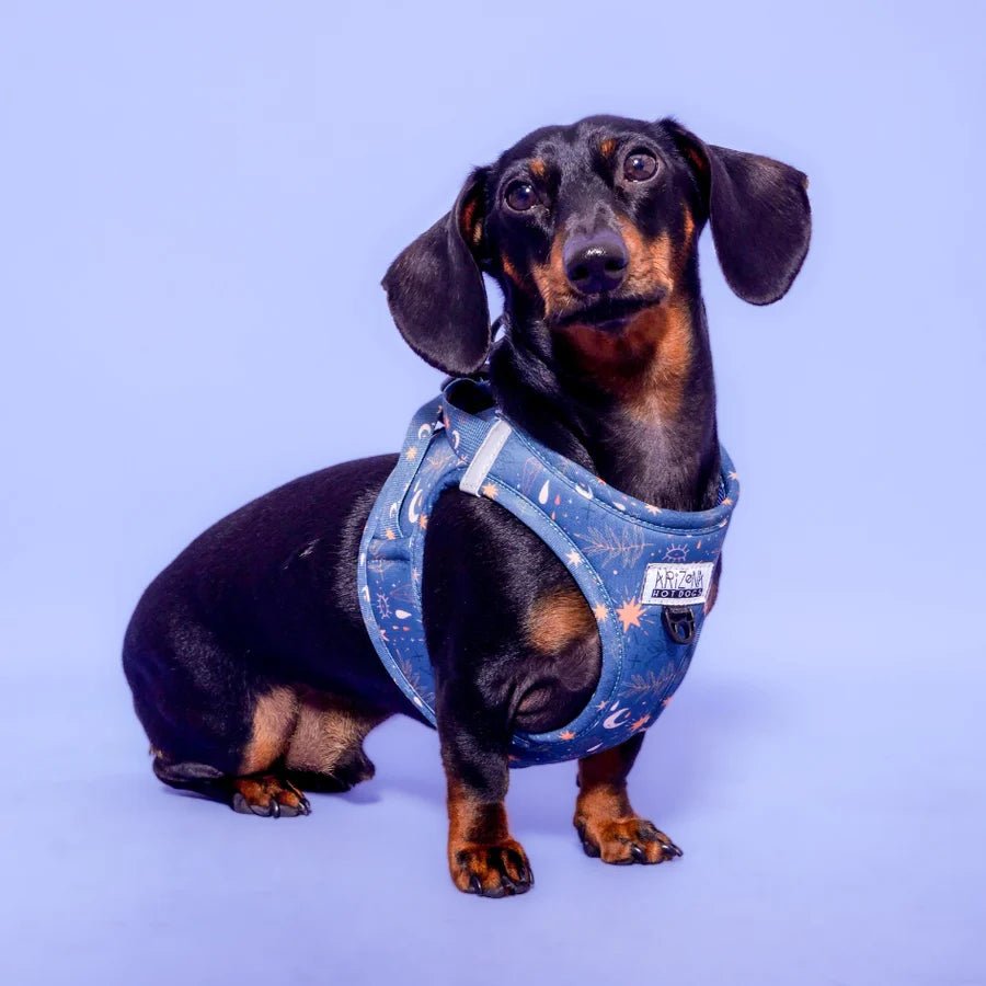 Harnais Step - In Moonlight – veste astrologique & confortable - ARIZONA HOT DOGS - DOG DéliCAT