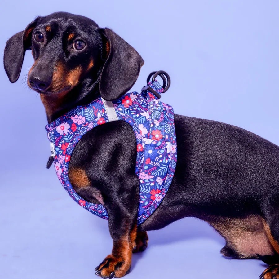 Harnais step-in pour chien Violala Arizona Hotdogs – Arizona Hotdogs – DOG DéliCAT