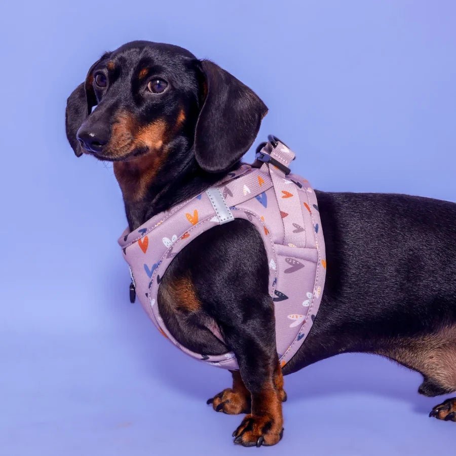 Harnais Step - In Sweet Love – veste douce & romantique - ARIZONA HOT DOGS - DOG DéliCAT