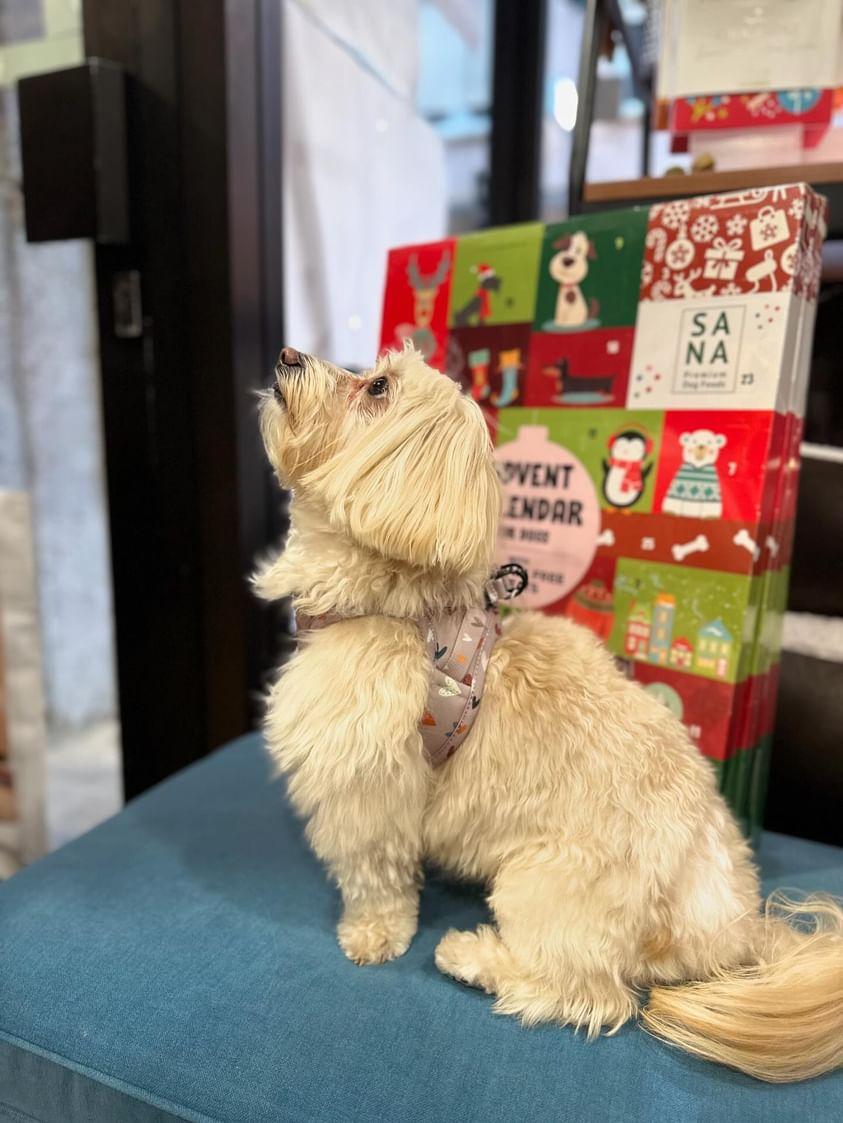 Harnais Step - In Sweet Love – veste douce & romantique - ARIZONA HOT DOGS - DOG DéliCAT