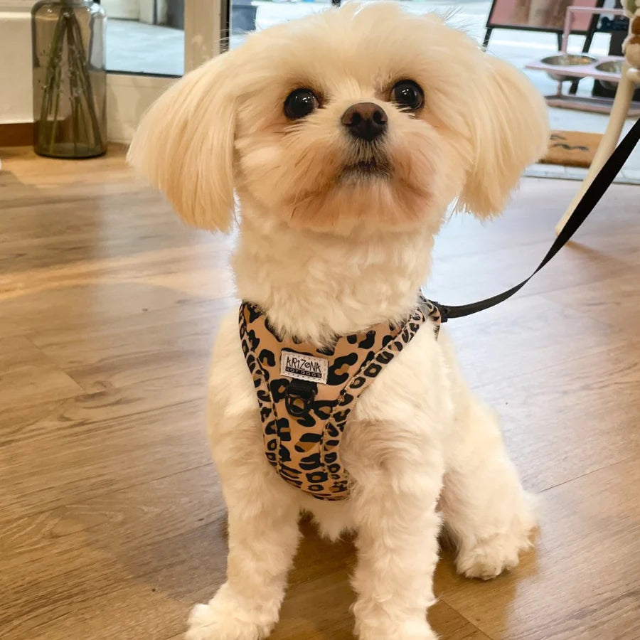 harnais step in léopard vue de face