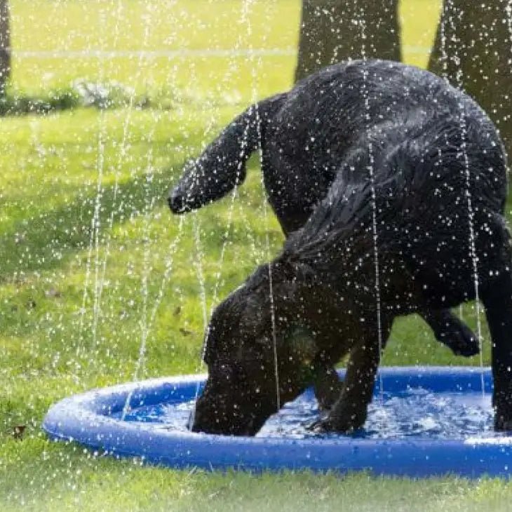 Jeu de jet d’eau rafraîchissant pour chien – Fun Splash - CROCI - DOG DéliCAT