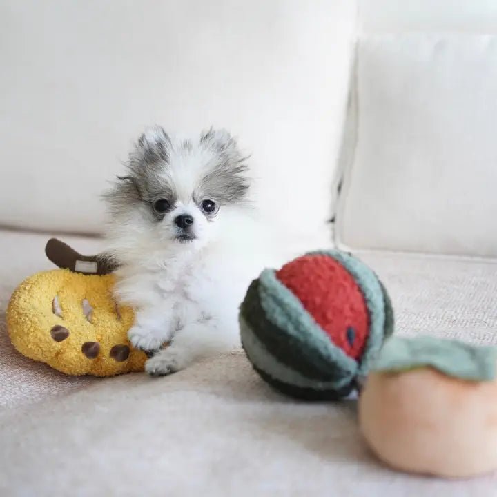 Jeu d’Occupation et de Fouille pour Chien – Balle Pastèque 🍉 - LAMBWOLF - DOG DéliCAT